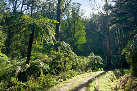 Hiking Tour To Aqueduct And Warburton Valley Lookout - Hotel VIC 1