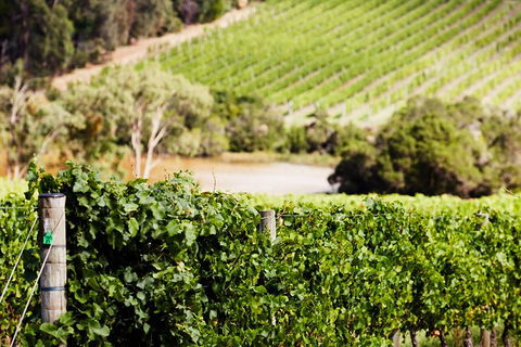 Mornington Peninsula 2-6 Guests With Lunch And Art Walk At Pt Leo Estate - Hotel VIC 5