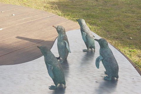 Phillip Island Penguin And Wildlife Tour - Hotel VIC 14