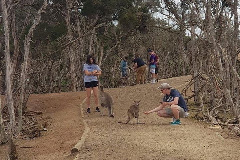 Phillip Island Penguin And Wildlife Tour - Hotel VIC 34