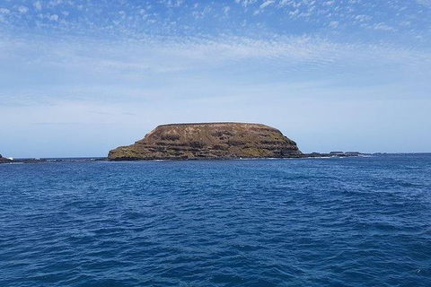Phillip Island Penguin And Wildlife Tour - Hotel VIC 17