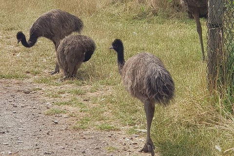 Phillip Island Penguin And Wildlife Tour - Hotel VIC 32