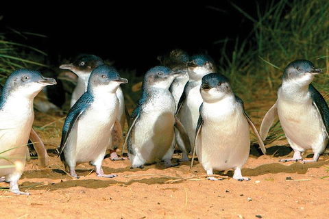 Phillip Island Penguin And Wildlife Tour - Hotel VIC 0