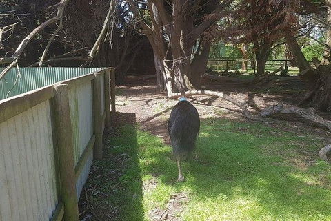 Phillip Island Penguin And Wildlife Tour - Hotel VIC 5