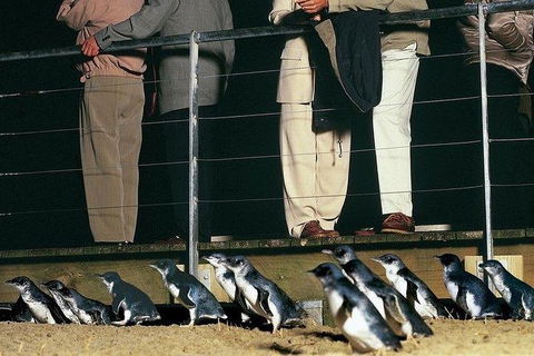 Phillip Island Penguin And Wildlife Tour - Hotel VIC 20