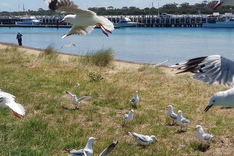 Phillip Island Penguin And Wildlife Tour - Hotel VIC 1