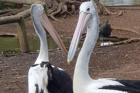 Phillip Island Penguin And Wildlife Tour - Hotel VIC 6