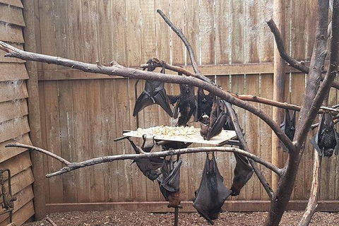 Phillip Island Penguin And Wildlife Tour - Hotel VIC 31