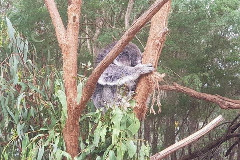 Phillip Island Penguin And Wildlife Tour - Hotel VIC 16