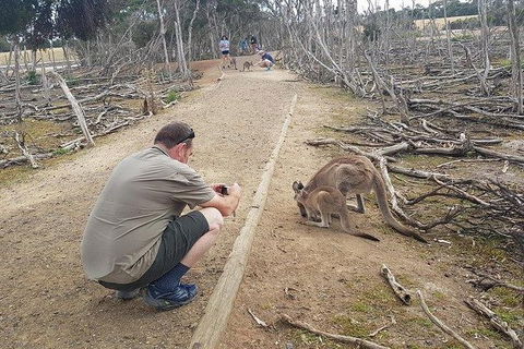 Phillip Island Penguin And Wildlife Tour - Hotel VIC 30