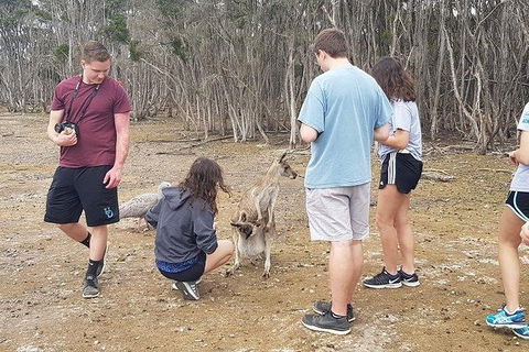 Phillip Island Penguin And Wildlife Tour - Hotel VIC 3