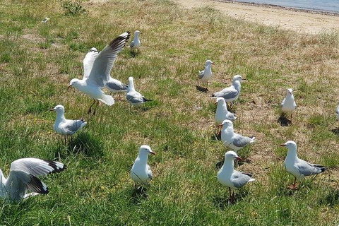 Phillip Island Penguin And Wildlife Tour - Hotel VIC 9