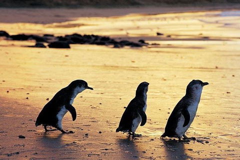 Phillip Island Penguin And Wildlife Tour - Hotel VIC 13