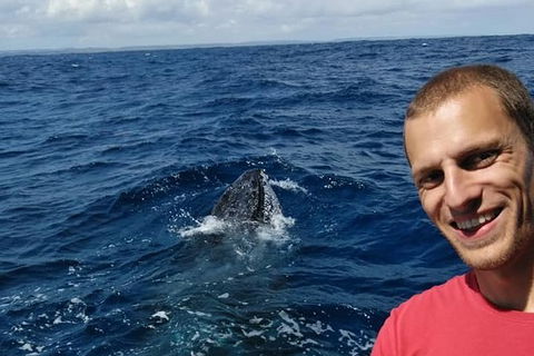 Whale Watching Boat Tour In Geraldton - Hotel VIC 2
