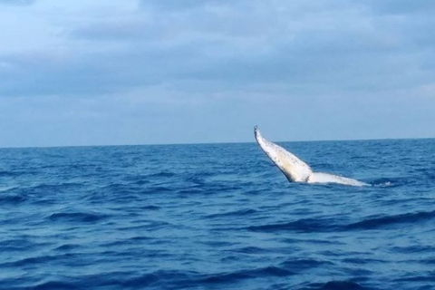 Whale Watching Boat Tour In Geraldton - Hotel VIC 0