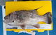 Abrolhos Islands Fishing Charter - thumb 2