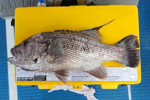 Abrolhos Islands Fishing Charter - Hotel VIC 2