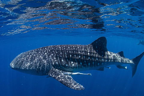 Full-Day Whale Sharks Swimming Experience On Ningaloo Reef - Hotel VIC 10