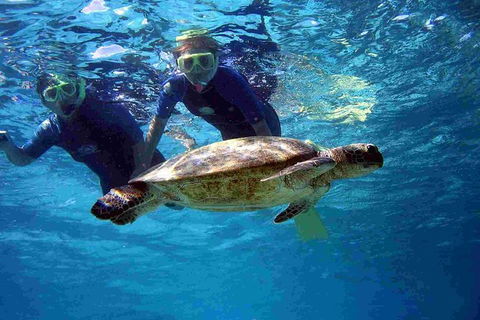 Full-Day Whale Sharks Swimming Experience On Ningaloo Reef - Hotel VIC 7
