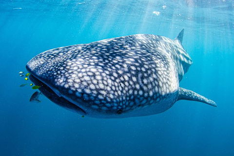Full-Day Whale Sharks Swimming Experience On Ningaloo Reef - Hotel VIC 9