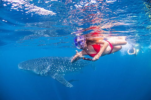 Full-Day Whale Sharks Swimming Experience On Ningaloo Reef - Hotel VIC 0