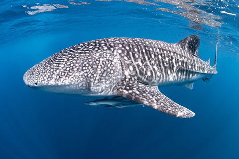 Full-Day Whale Sharks Swimming Experience On Ningaloo Reef - Hotel VIC 14