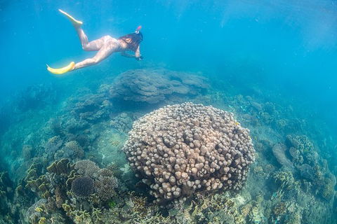 Full-Day Whale Sharks Swimming Experience On Ningaloo Reef - Hotel VIC 6