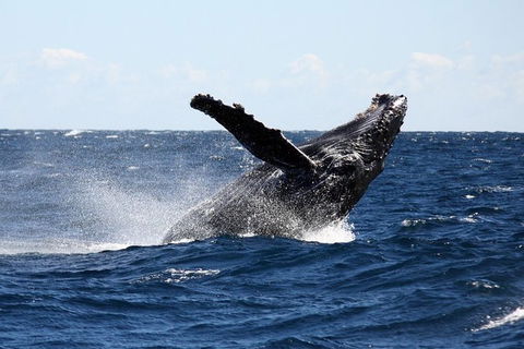 Full-Day Whale Sharks Swimming Experience On Ningaloo Reef - Hotel VIC 8