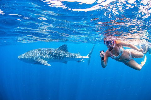 Full-Day Whale Sharks Swimming Experience On Ningaloo Reef - Hotel VIC 17