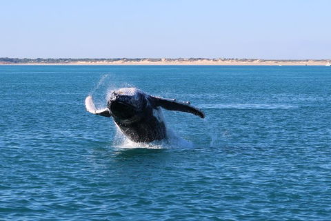 AOC Broome Whale Watching - Hotel VIC 3