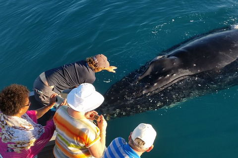 AOC Broome Whale Watching - Hotel VIC 0