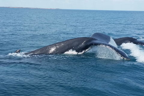 AOC Broome Whale Watching - Hotel VIC 1