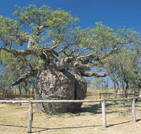Boab Prison Tree - Hotel VIC