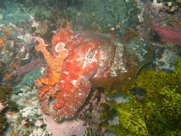 Jervis Bay Dive Charters - Hotel VIC