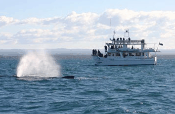 Dolphin Watch Cruises - Hotel VIC
