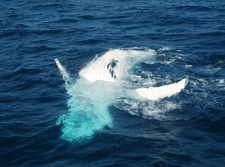 Dolphin Wild Cruises - Hotel VIC