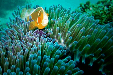 Whitehaven Xpress Whitehaven Beach Tours - Hotel VIC 3