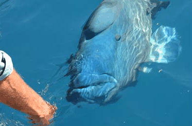 Whitehaven Xpress Whitehaven Beach Tours - Hotel VIC 4