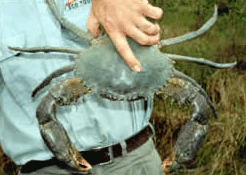 Whitsunday Crocodile Safari - Hotel VIC 0