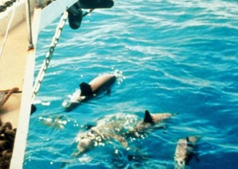 A Whitsunday Luxury Sailing Holiday - Hotel VIC 5