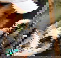 Animal Training and Conditioning - September - Hotel VIC