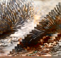 Aussie Wildlife Course - October Condensed Weekend Course - Hotel VIC