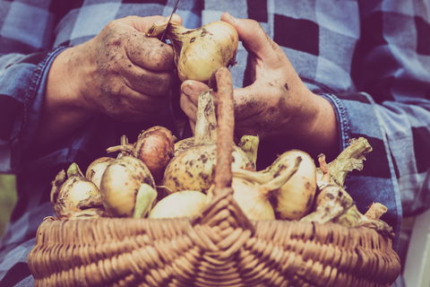 Grafton Farmers Market - Hotel VIC 0