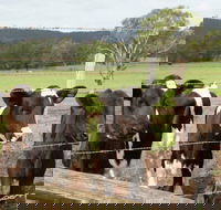 Bandon Grove Farm Tours - Hotel VIC