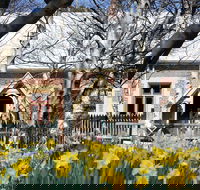 Daffodils at Rydal - Hotel VIC