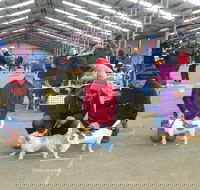 Hamilton Jack Russell Terrier and Hunting Dog Show - Hotel VIC
