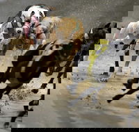 Twilight Greyhound Racing - Hotel VIC