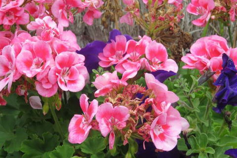 Port Campbell Motor Inn - Hotel VIC 3