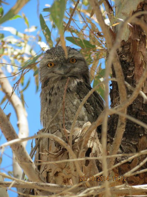 Kalbarri Tudor Holiday Park - Hotel VIC 3