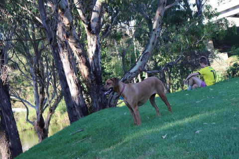 Bridge Motel Wellington - Hotel VIC 1